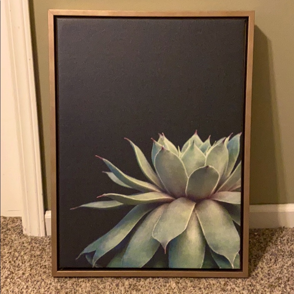 Succulent Picture